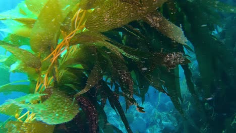 the giant kelp in the clean ocean