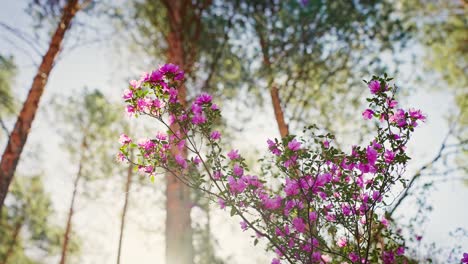 pink azaleas in a forest