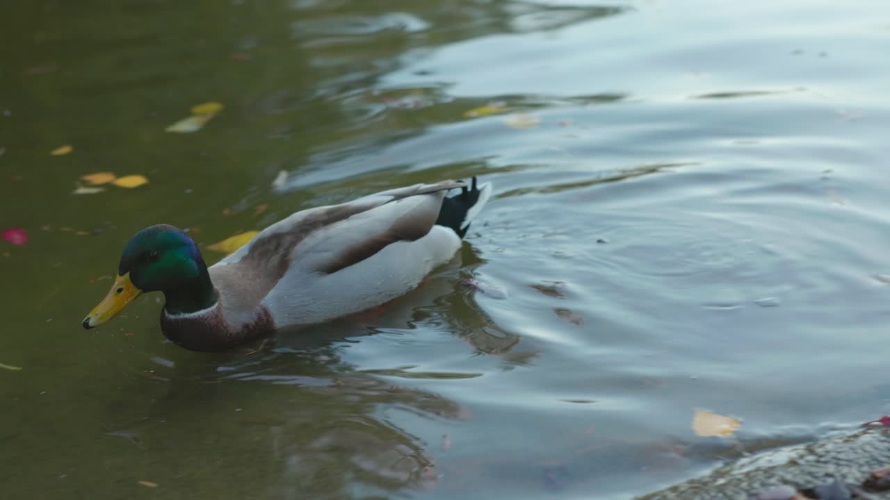 Germano reale maschio in un lago con acqua bassa durante l'autunno