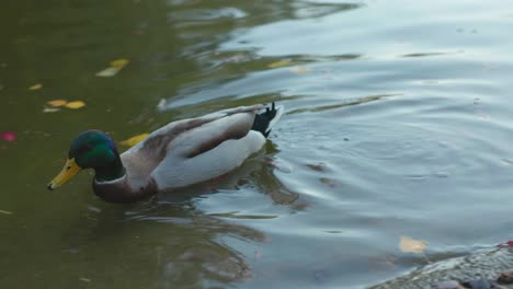 male mallard duck in shallow water lake during autumn