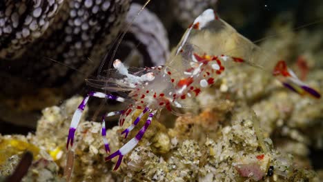 Closeup-of-Magnificent-Anemone-Shrimp-,-notice-as-it-is-feeding,-Anilao,-Philippines-2-of-3-60fps