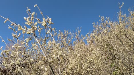 ramas con flores y capullos, signo de primavera