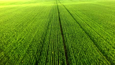 aerial view of a green wheat field