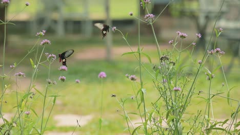 Two-Beautiful-Butterflies-Fly-from-one-Flower-to-Another-Feeding-off-the-Nectar-in-a-Botanical-Garden-Environment