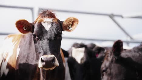 Süße-Kuh,-Die-An-Einem-Sonnigen-Tag-Auf-Der-Ranch-Direkt-In-Die-Kamera-Schaut,-Färsenmilchkuh