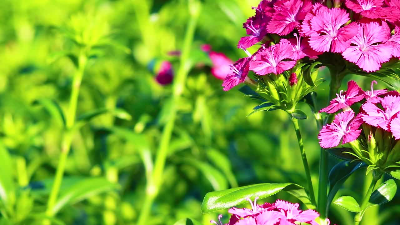 Bright pink carnations stand out against a lush green background, showcasing nature's vivid color contrast.