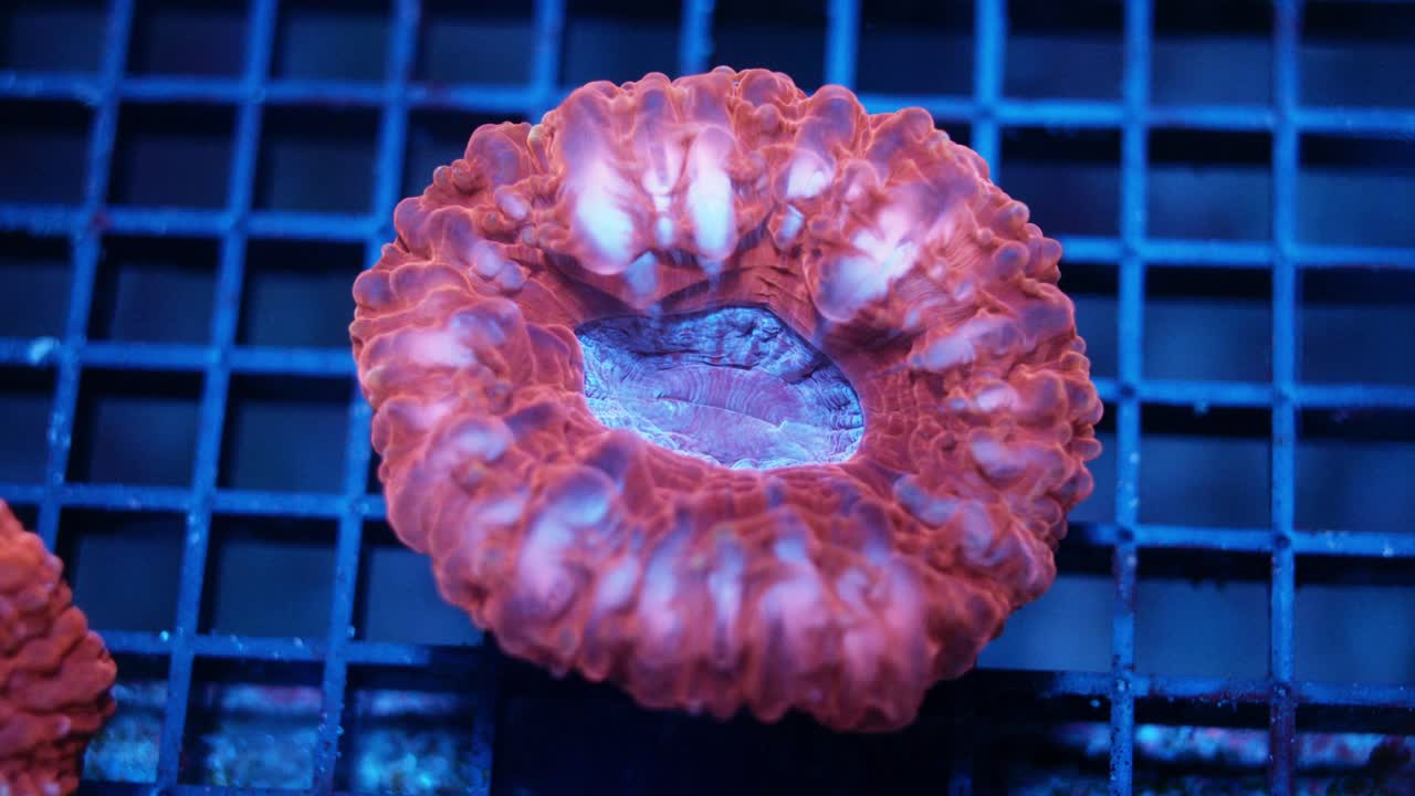Macro shot of Cynarina coral under actinic lighting, showing glowing red-pink fleshy polyps with detailed textured surface and subtle pulsating movement in reef aquarium.