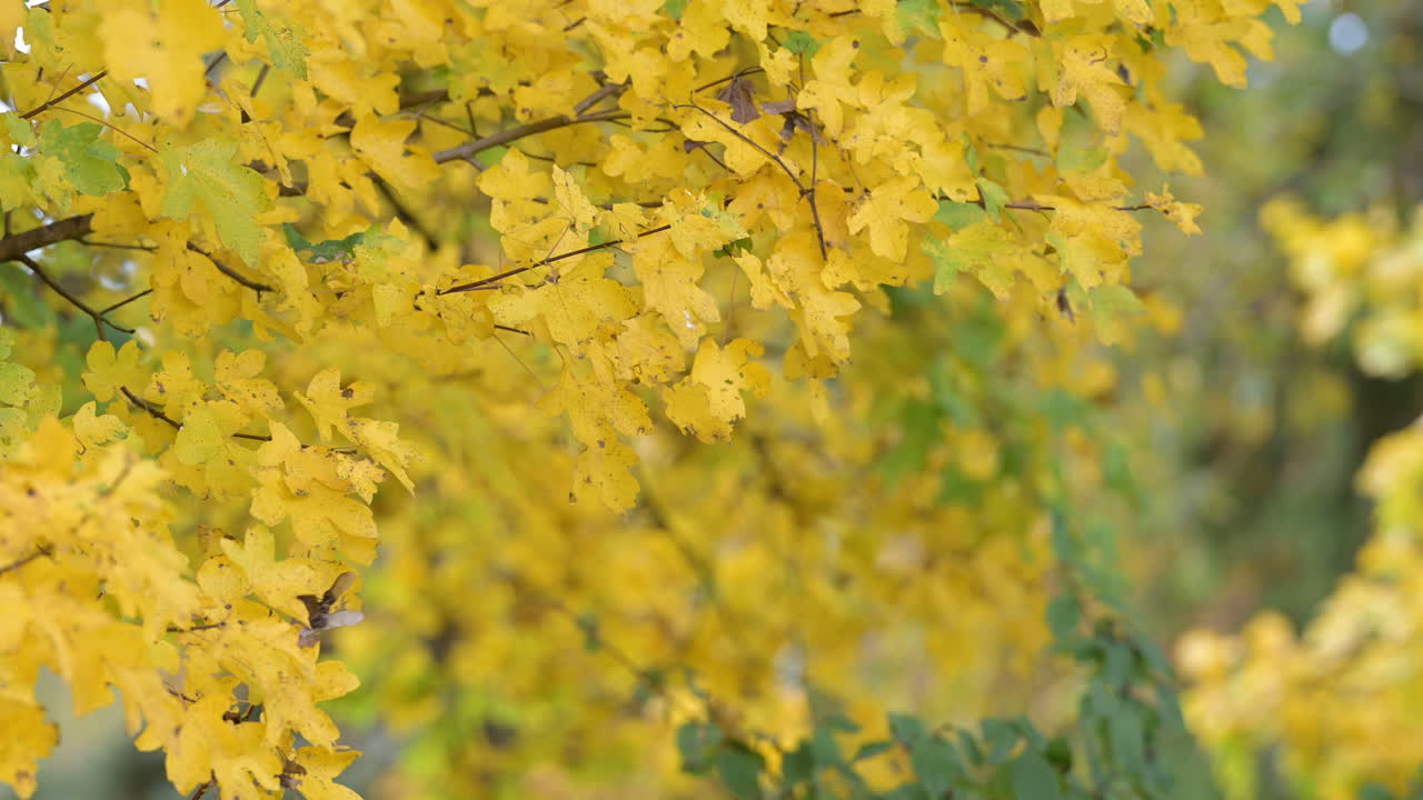 Golden autumn leaves on tree branches