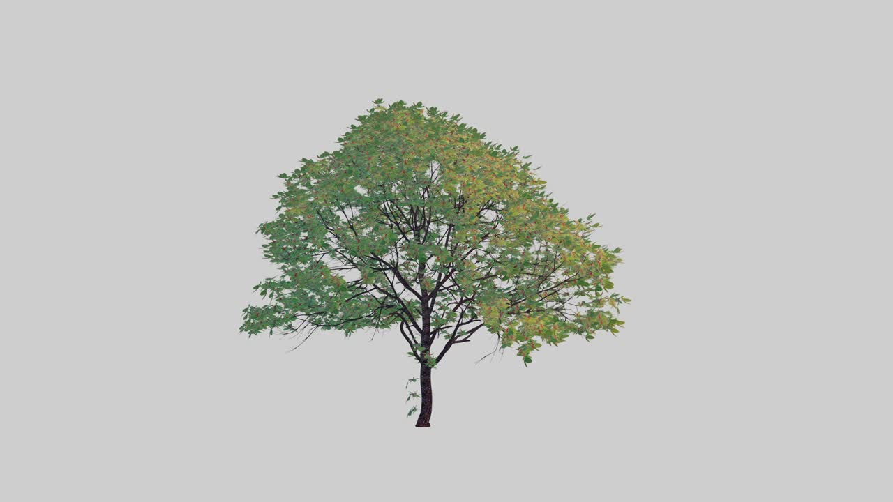 tree footage on white background