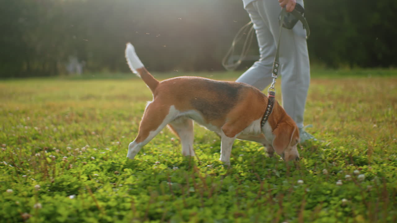 Dog obedience instructor walking through vibrant green garden with beagle dog sniffing grasses under bright sunny sky, showing focused scent training, strong, exploration, and attentive pet behavior