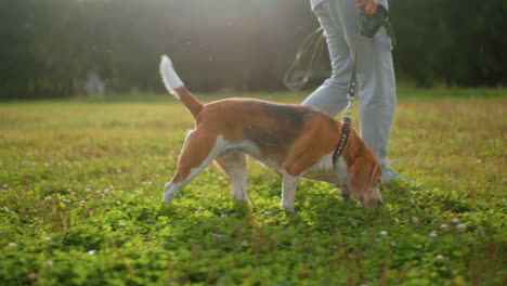 dog obedience instructor walking through vibrant green garden with beagle dog sniffing grasses under bright sunny sky, showing focused scent training, strong, exploration, and attentive pet behavior