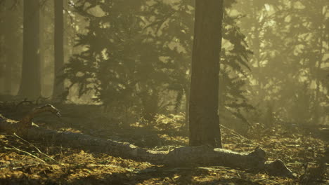 morning sunlight filters through trees in a peaceful forest