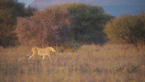 Leona-Y-Su-Lindo-Cachorro-Caminando-En-La-Sabana-Africana-Al-Atardecer