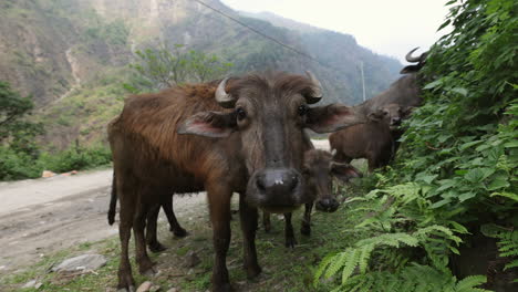 close up of young buffalo on the side of the road in nepal, himalayas