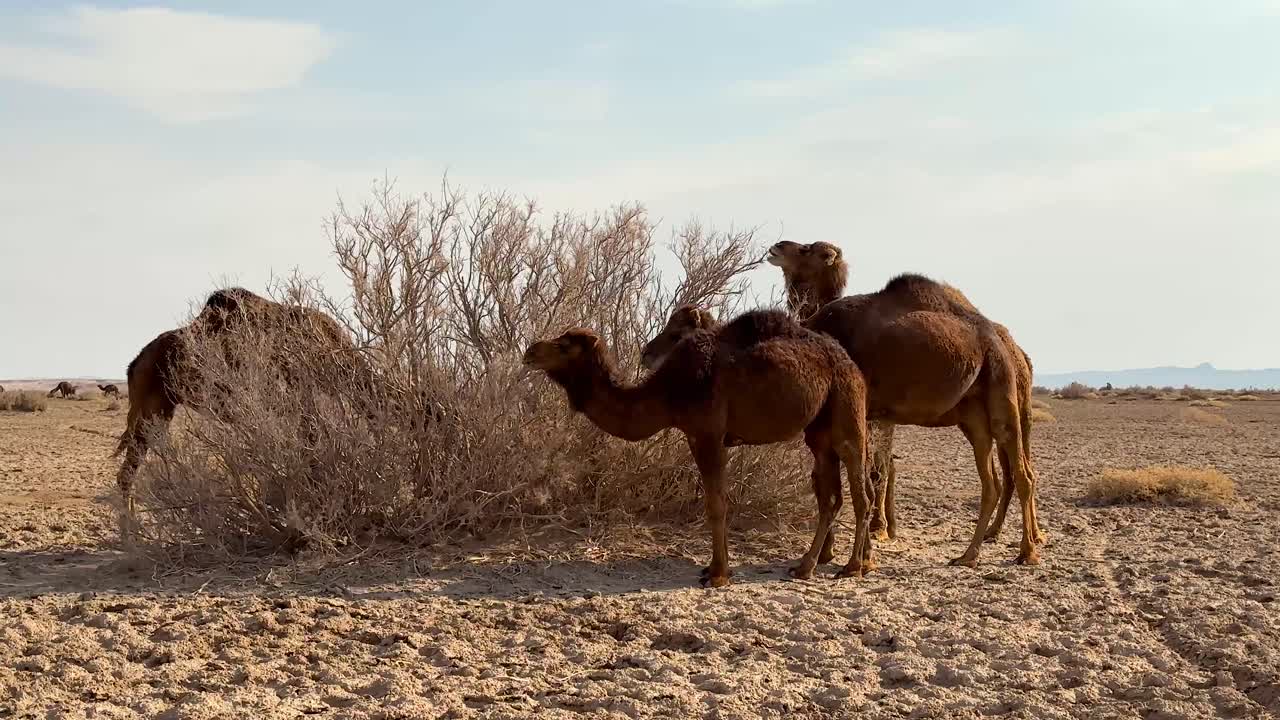 arbustos secos follaje vegetal árbol hojas ramas de plantas son alimento orgánico para camellos en zona desértica en irán naturaleza entorno natural cielo nublado marrón azul tema color sombras lana carne bistec comida