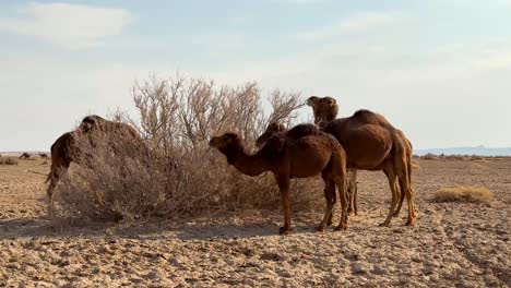 dry bushes foliage vegetable tree leaves branches of plants are organic food for camels in desert area in iran nature natural environment cloudy sky brown blue theme color shadows wool meat steak food