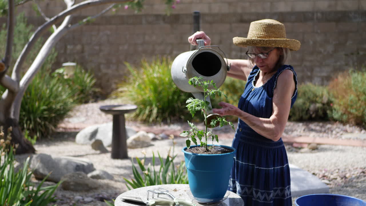 A beautiful old woman gardener watering an organic tomato plant in a sunny backyard vegetable garden