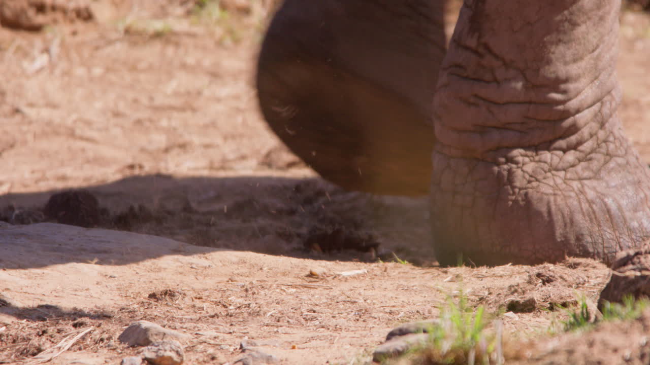 Extreme close-up of an African Bush Elephant legs walking