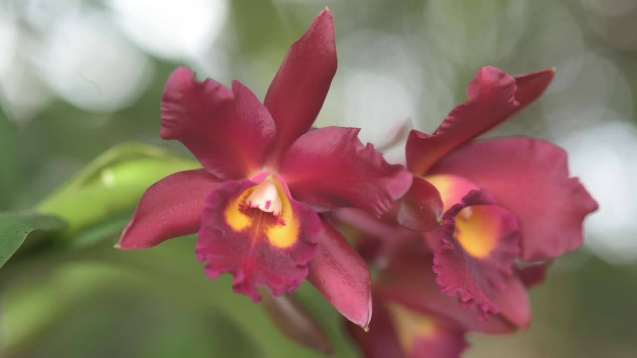 Orchidea Cattleya rossa, immagine della pianta isolata con sfondo sfocato