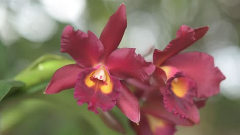 Rote-Cattleya-Orchidee,-Bild-Der-Pflanze-Isoliert-Mit-Verschwommenem-Hintergrund