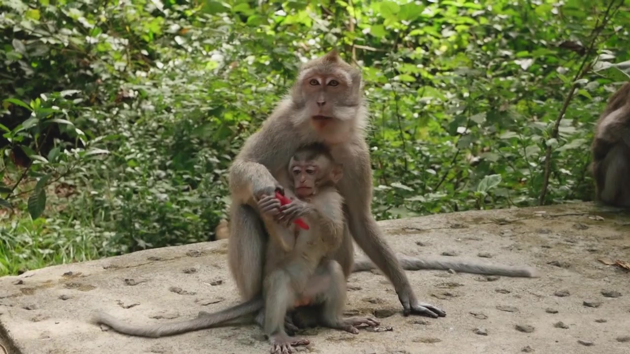 Macacos comem comida. Floresta dos macacos em Ubud, Bali, Indonésia