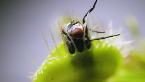 venus planta atrapamoscas con mosca doméstica atrapada