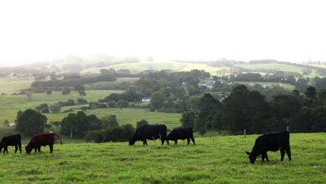 cows moving and grazing in a peaceful field