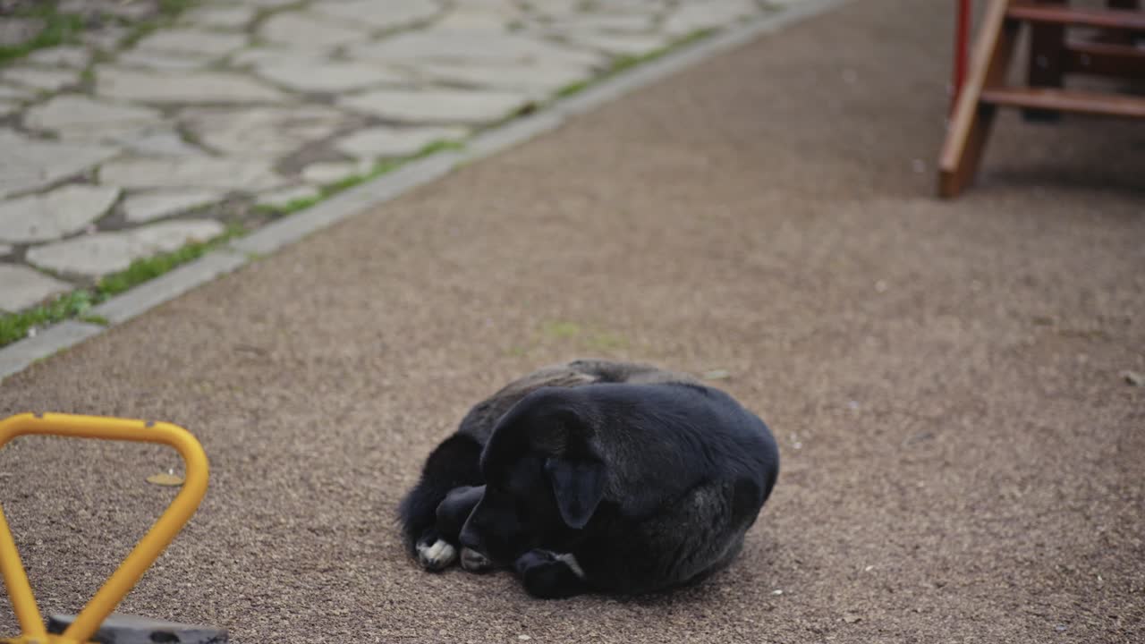 노숙자 개가 앉아서 잠을 자고 놀고 있습니다.