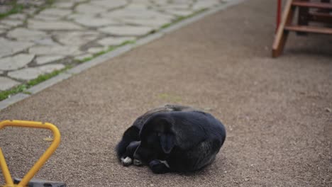 un perro sin hogar sentado, durmiendo, jugando