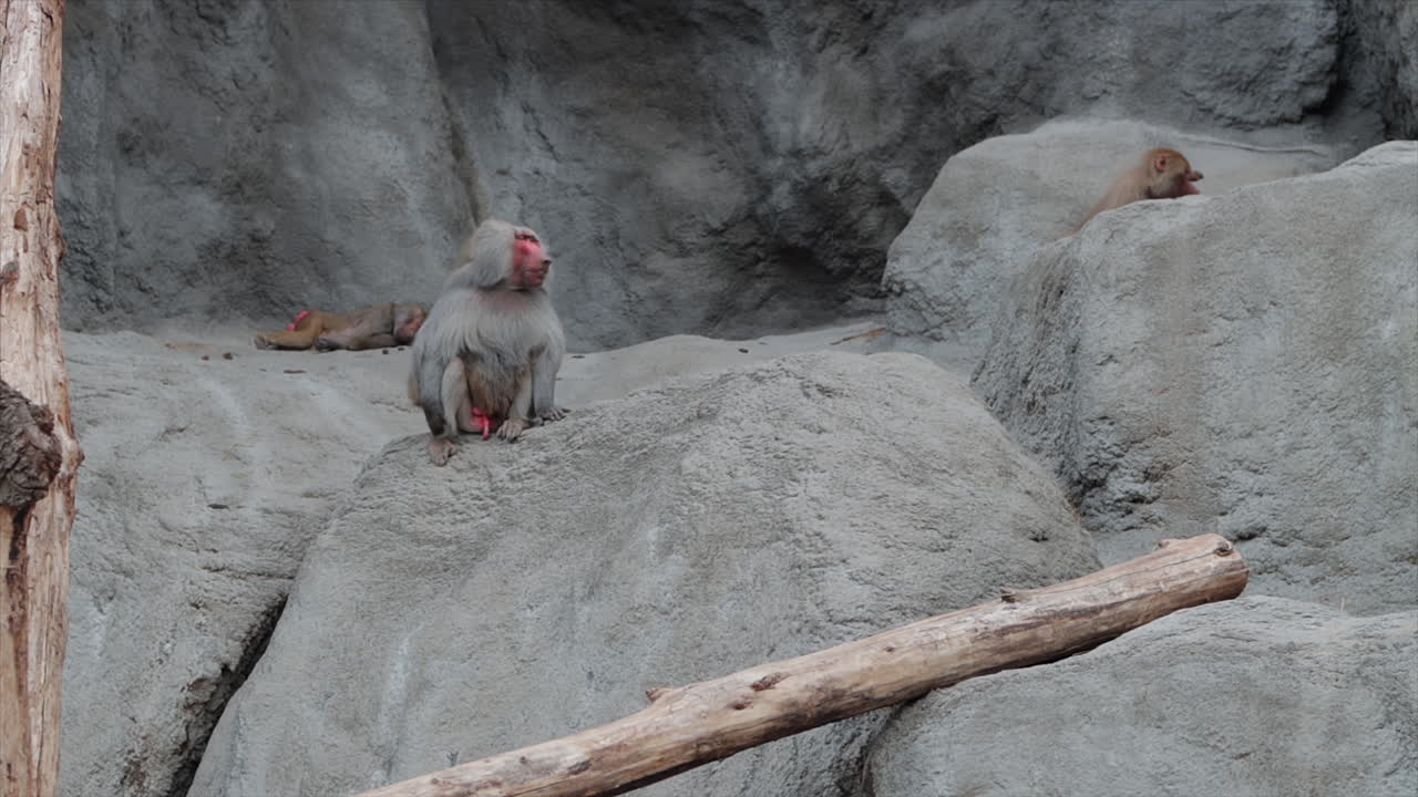 Trio of Hamadryas Baboons explore, rest inside enclosed, rocky zoo environment
