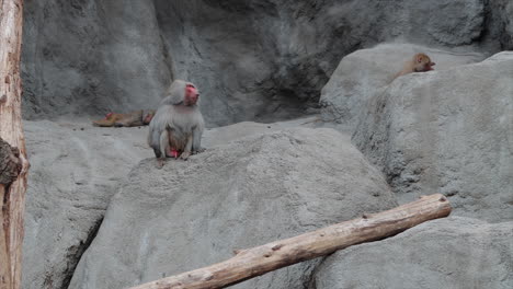 trio of hamadryas baboons explore, rest inside enclosed, rocky zoo environment
