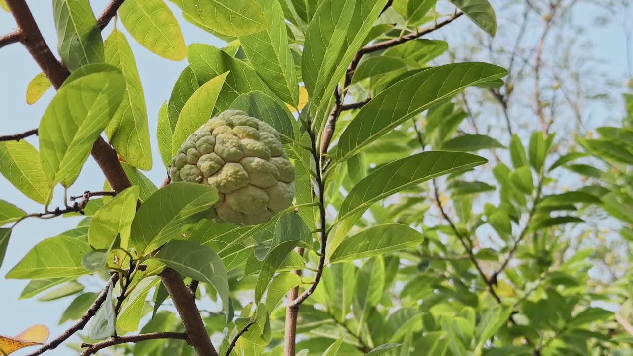 Closeup view of a custard apple growing on a gently swaying branch, surrounded by fresh green leaves with soft sunlight highlighting the natural textures
