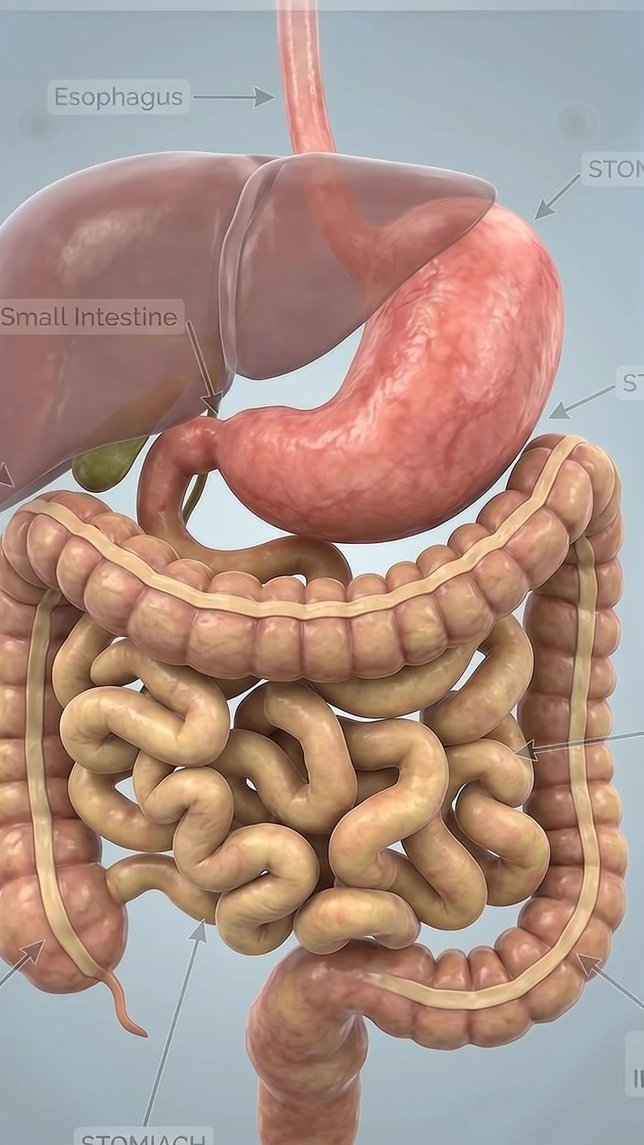 3D Medical Animation of Human Digestive System Anatomy