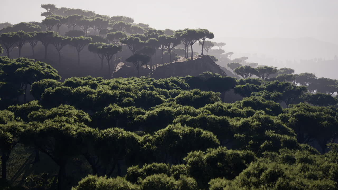 마고 국립 공원 의 공중 파노라마