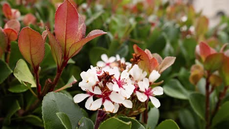 close-up of blooming indian hawthorn flowers