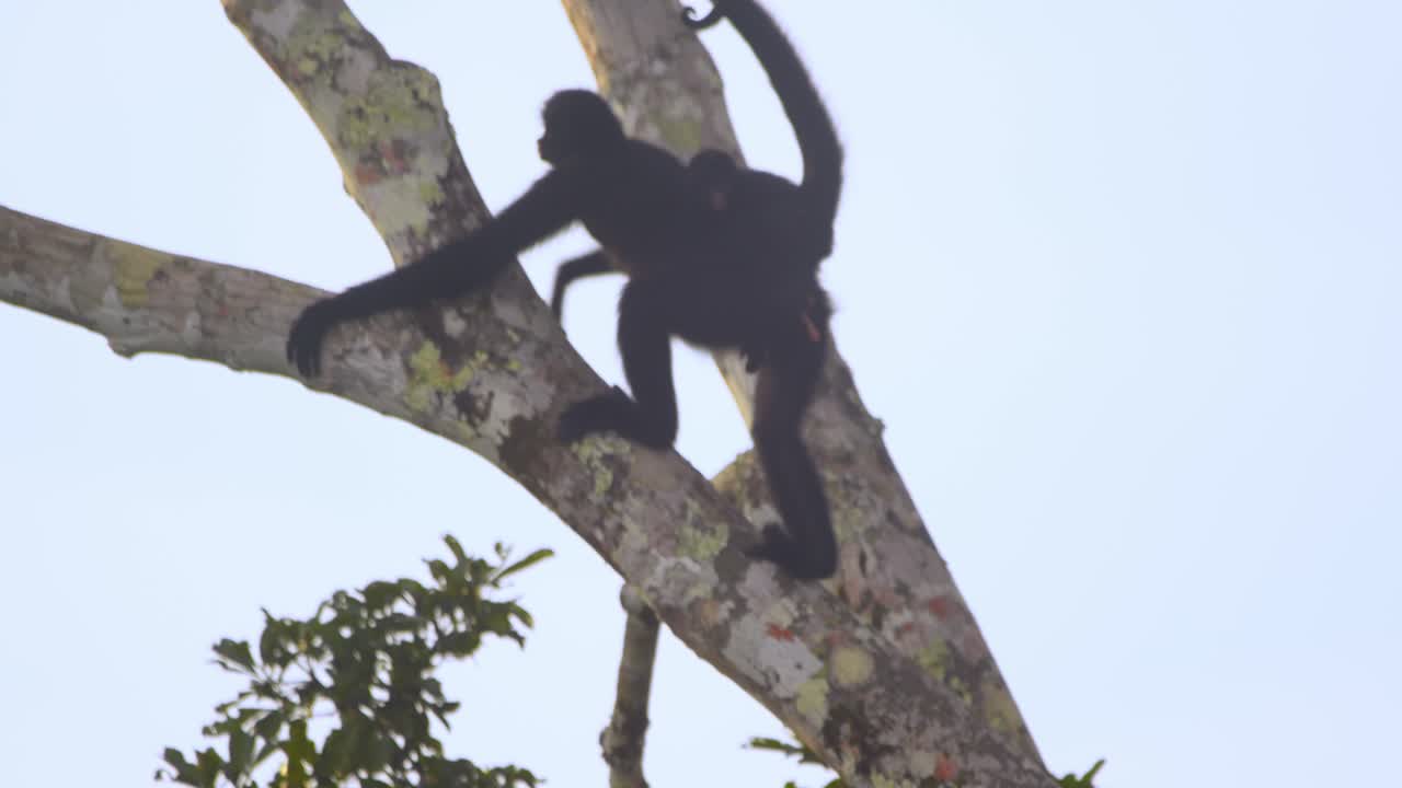 Tender moments as a black spider monkey mother walks with her baby through the Peruvian rainforest canopy.