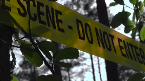 close up or closeup footage of a yellow colored crime scene do not enter tape wrapped around a tree viewed from a low angle or bottom up during a sunny day in a forest. green leaves and tree bark seen