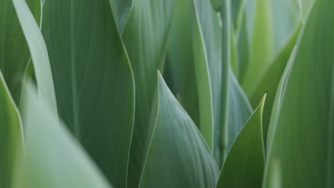 flowers and greens