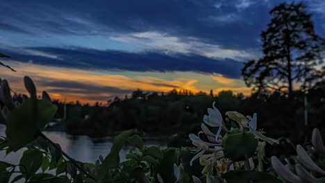 a flower growing beside a lake as the sunset fades to nightfall - time lapse with the background blurred