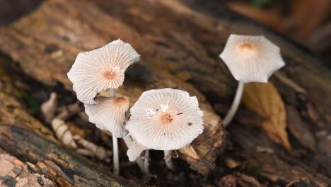 Mushrooms-on-a-fallen-trunk-on-the-forest-floor,-dry-leaves-blown-by-the-wind