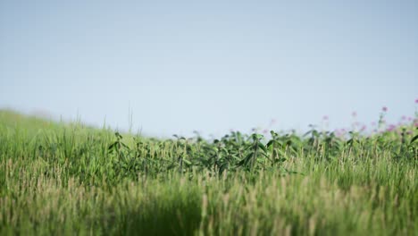 field of green fresh grass under blue sky