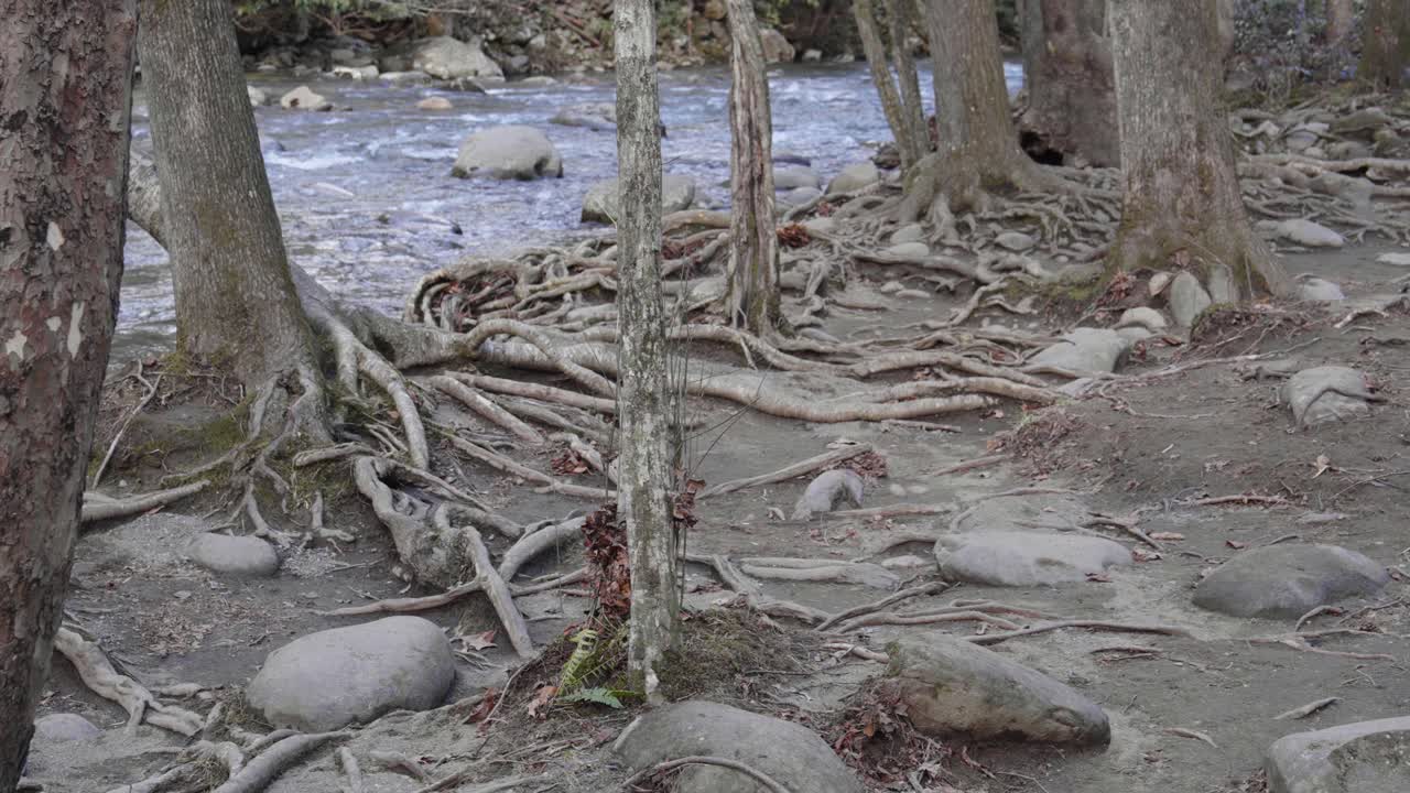 Tree roots on a trail along The West Prong Little Pigeon River in The Great Smoky Mountains National Park.