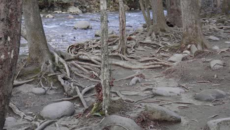 tree roots on a trail along the west prong little pigeon river in the great smoky mountains national park.