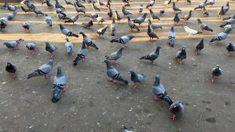 Observe-Una-Bandada-O-Un-Grupo-De-Palomas-Bravías,-Comúnmente-Conocidas-Como-Palomas-Bravías-Indias,-Corriendo-Juntas-Al-Anochecer,-Creando-Un-Espectáculo-Fascinante-Por-La-Noche.