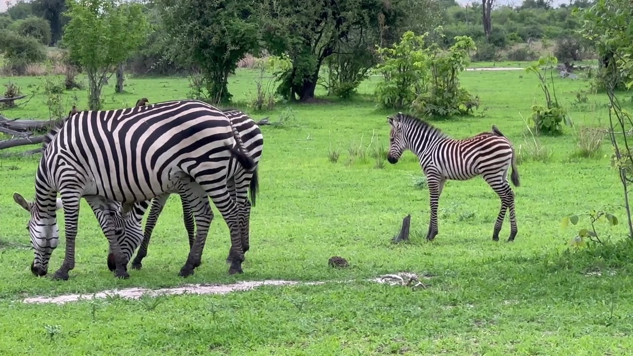 Zebre di Crawshay (Equus quagga crawshayi) nel Parco Nazionale di South Luangwa, Zambia