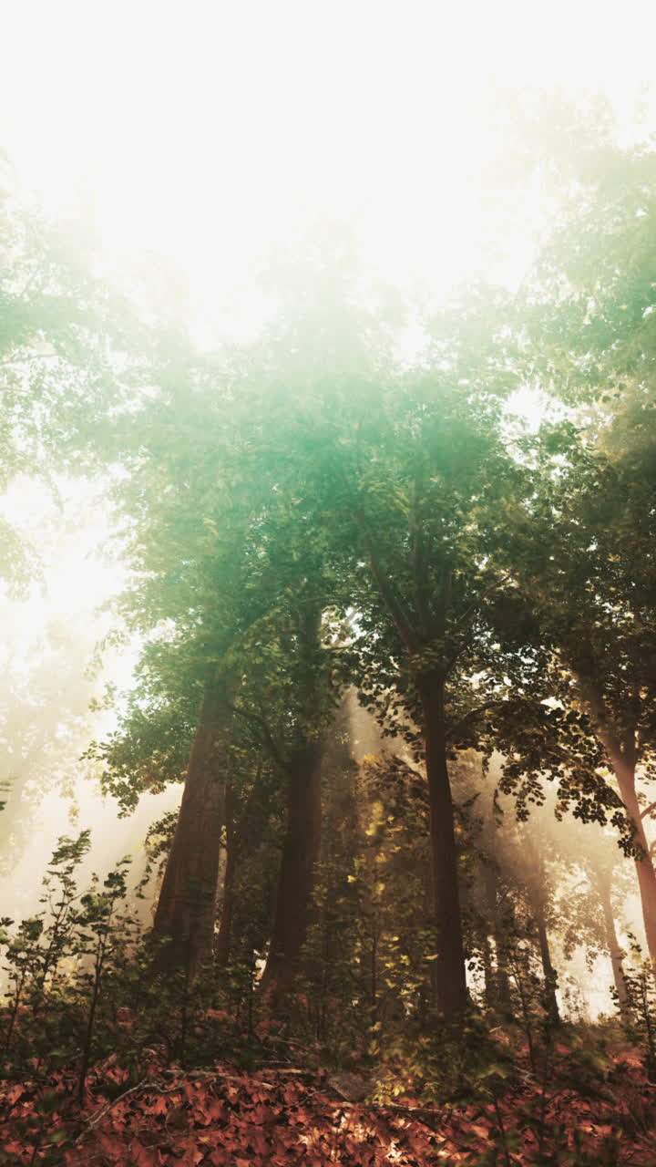 rayos de sol brillando a través del bosque de niebla