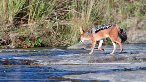 black-backed jackal , walking through a small stream on a rocky surface