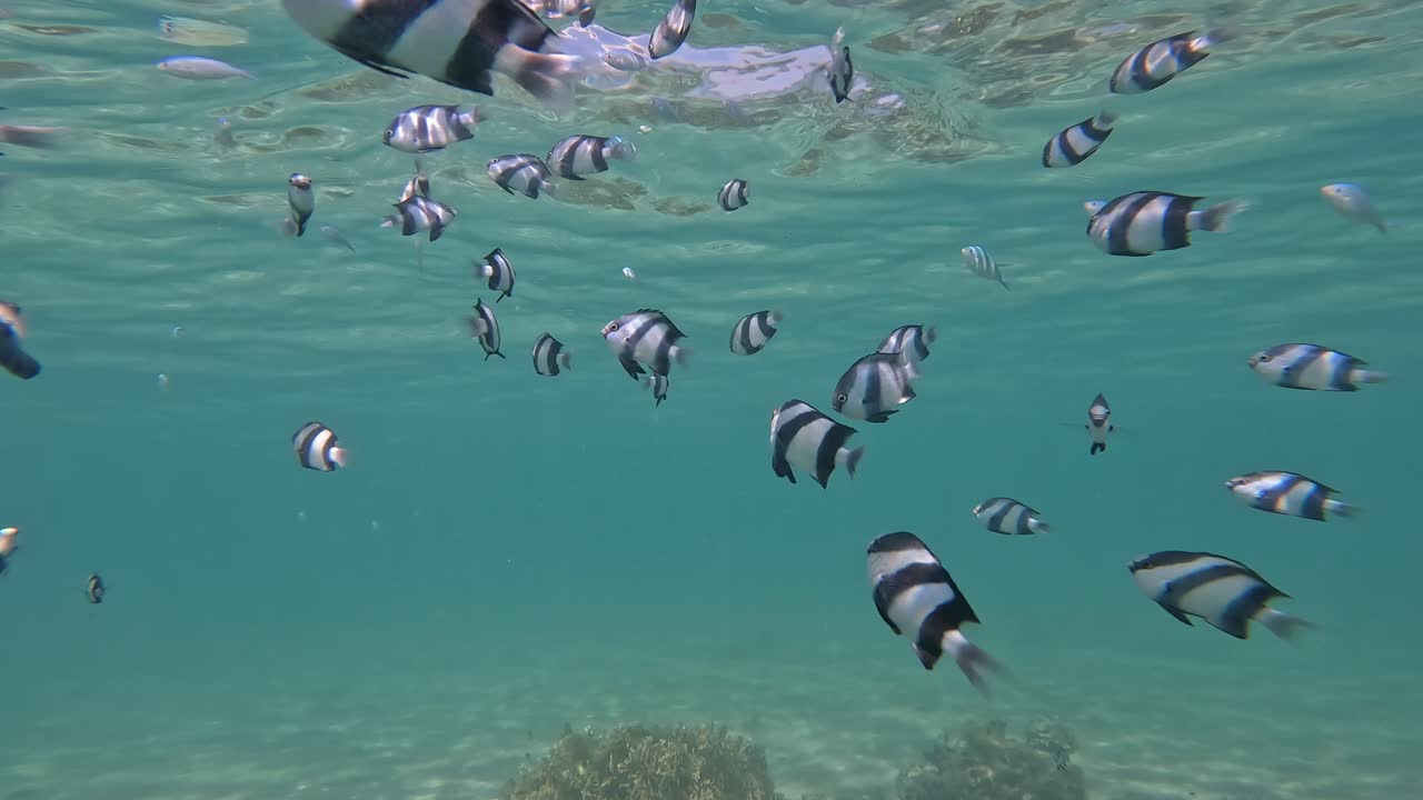 School of reef fish swimming together in the shallow water