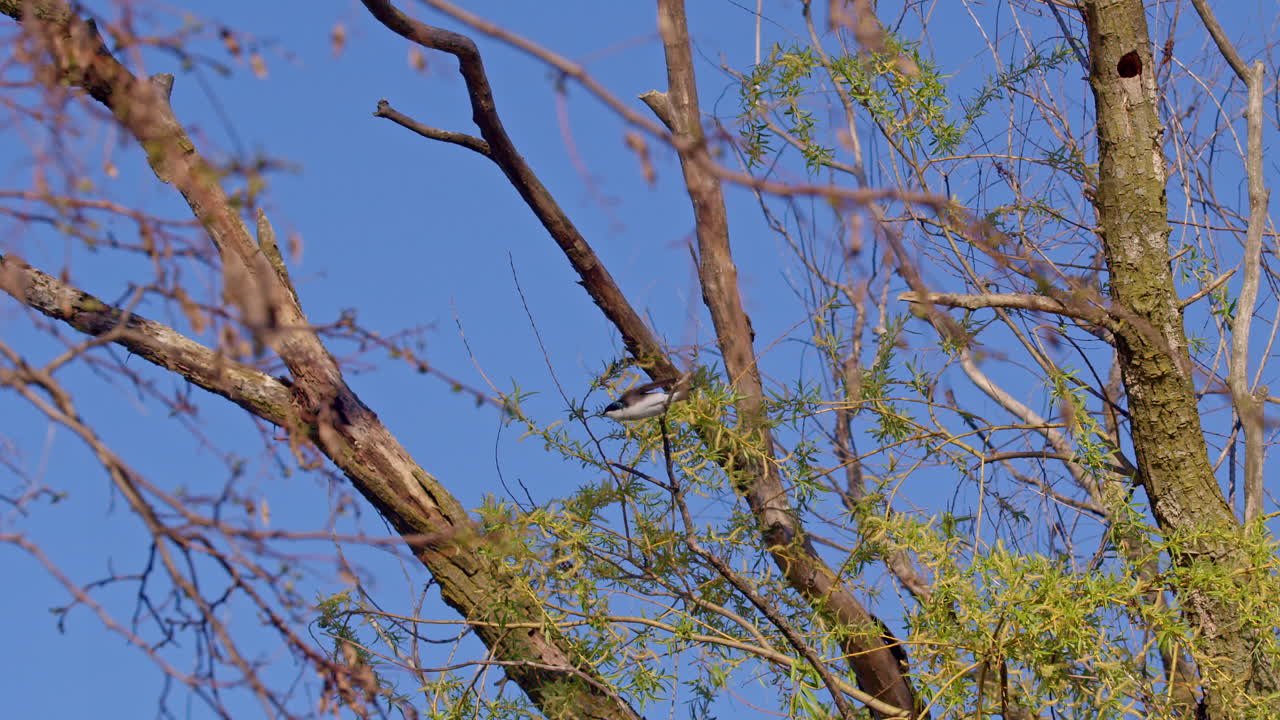 Purple martins put on an airborne ballet in this stunning slow motion springtime clip.