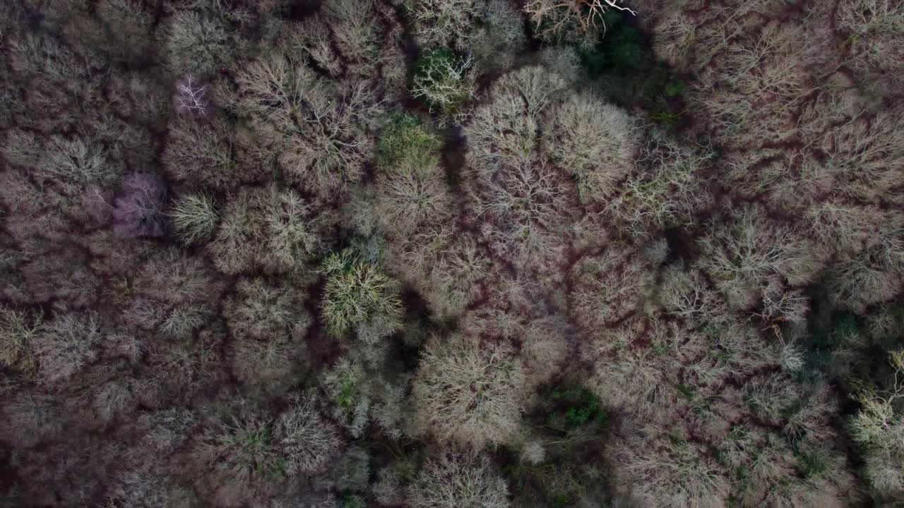 vista de pájaro de arriba hacia abajo toma de un dron de una reserva natural forestal, inglaterra